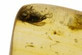 Polished Colombian Copal ( g) - Contains Flies and Wasp! #304147-2